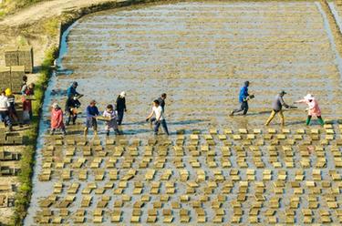 浙江余姚:機插早稻育秧忙