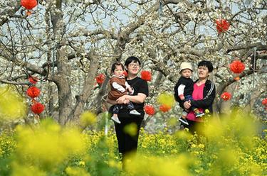 河北石家莊:梨花綻放引客來(lái)