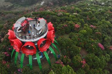 新華全媒+丨貴州:觀(guān)百里杜鵑花海