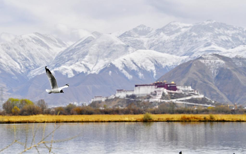 拉魯濕地 眾鳥(niǎo)樂(lè )園