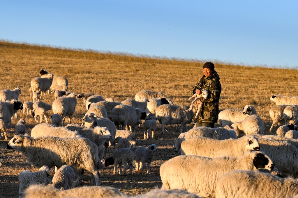 新華全媒+丨四季牧歌:錫林郭勒草原上的“春日牧歌”