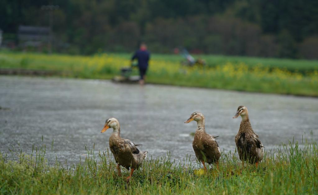 清明時(shí)節農事忙