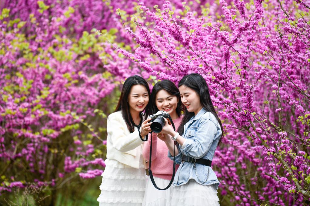 貴州岑鞏:紫荊花開(kāi)美鄉村