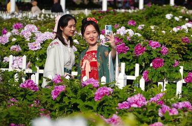 “中國牡丹之都”千余種牡丹競相開(kāi)放