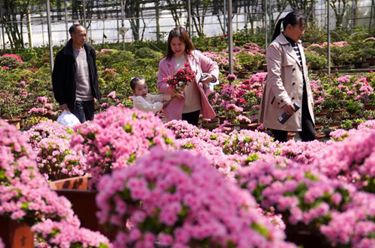 浙江嘉善:杜鵑花開(kāi)引客來(lái)