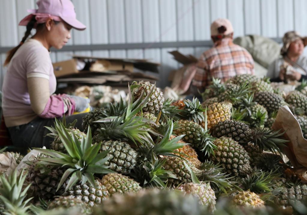 云南景洪:鳳梨飄香