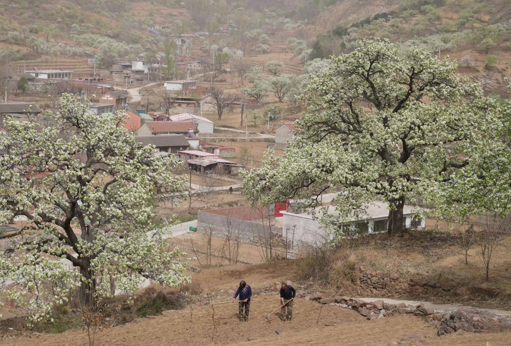 河北青龍:春到燕山梨花綻 旱作梯田耕作忙