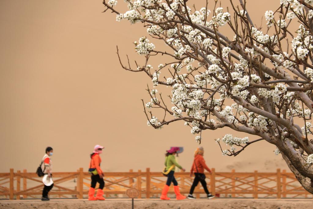 甘肅敦煌:花開(kāi)鳴沙山