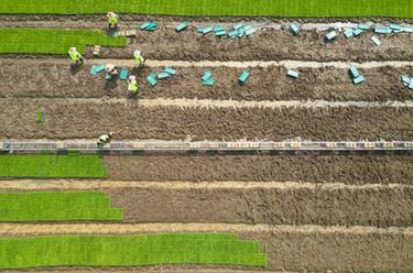 江西南昌:機械化插秧助力春播春種