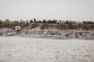 遼寧盤(pán)錦:西太平洋斑海豹開(kāi)始向北洄游