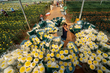 &ldquo;云花&rdquo;跨越山海香飄日本