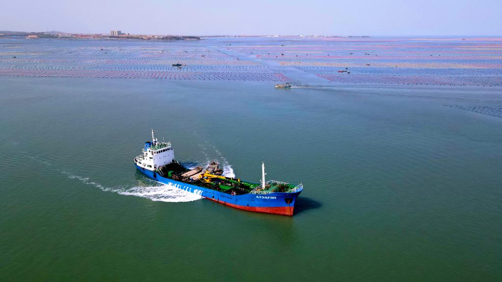 山東榮成:鮑魚(yú)養殖轉場(chǎng)忙