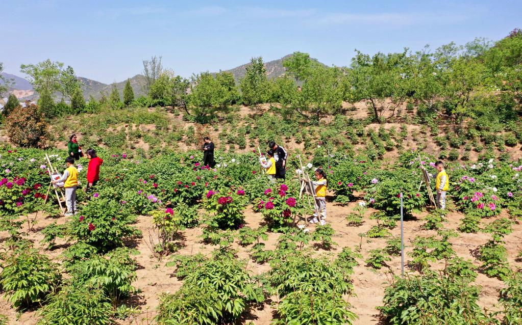 河北臨城:牡丹花開(kāi)游客來(lái)