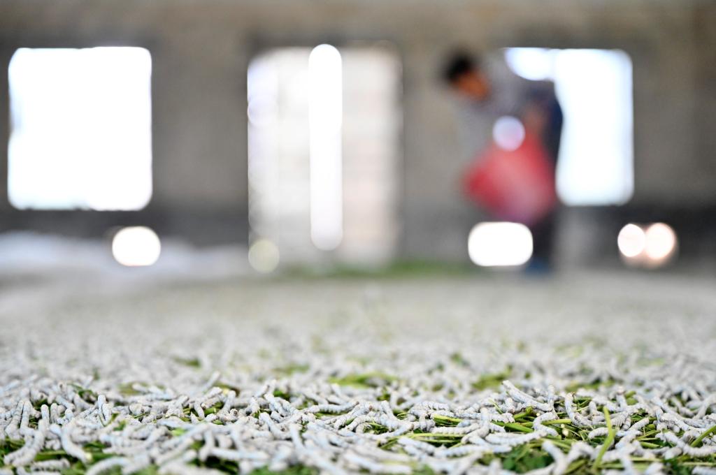 廣西柳城:推廣“飼料+桑葉”混養桑蠶模式 助力桑蠶產(chǎn)業(yè)提質(zhì)增效