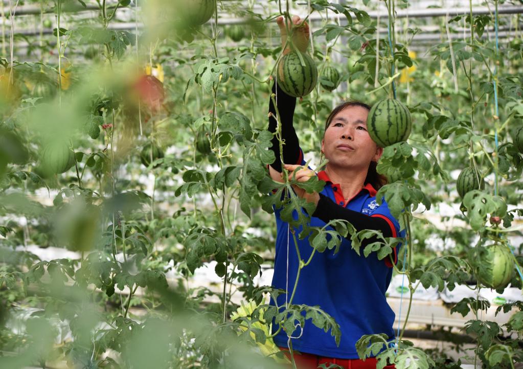 河北邢臺 ：農業(yè)產(chǎn)業(yè)化引領(lǐng)農民變身&ldquo;產(chǎn)業(yè)工人&rdquo;