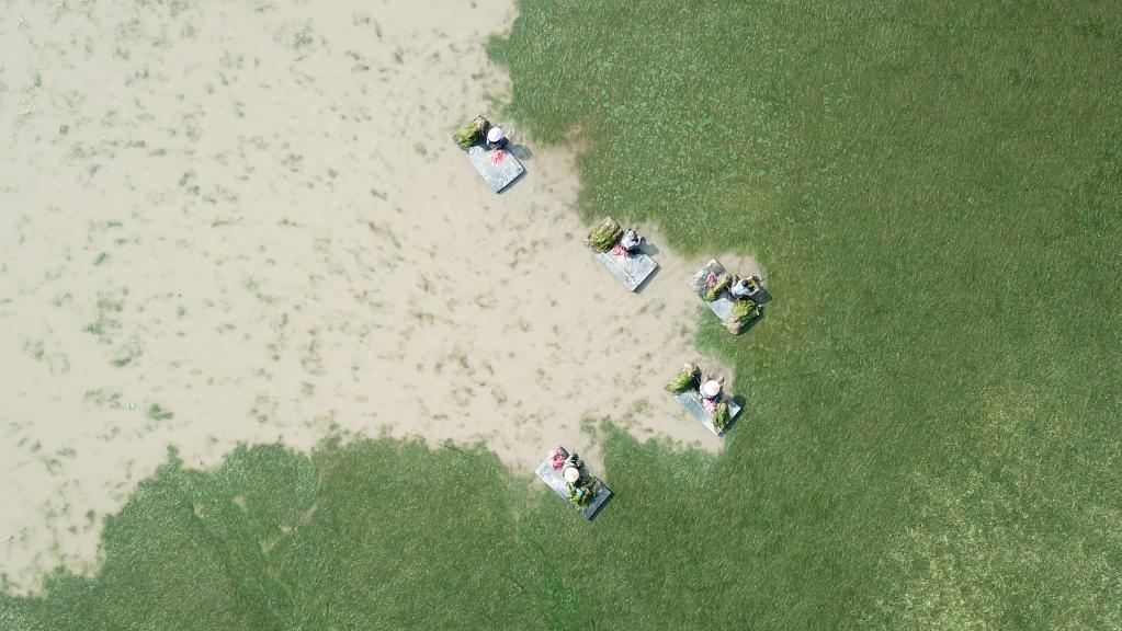 世界地球日：從&ldquo;水下荒漠&rdquo;到&ldquo;水下森林&rdquo;，走進(jìn)&ldquo;洞庭之心&rdquo;大通湖