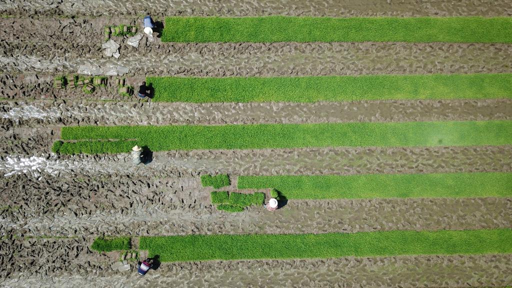 春耕田園美 農忙正當時(shí)