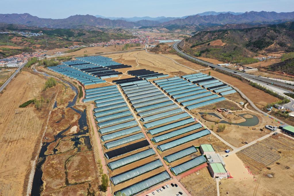 河北隆化：草莓產(chǎn)業(yè)助力鄉村振興