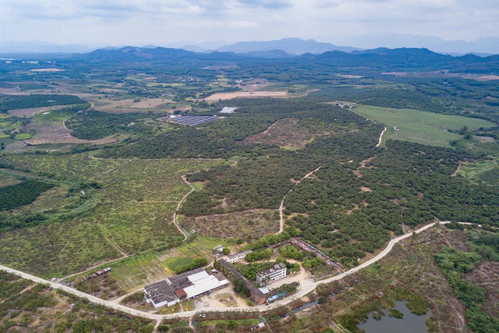 海南:東方龍眼遠銷(xiāo)海外