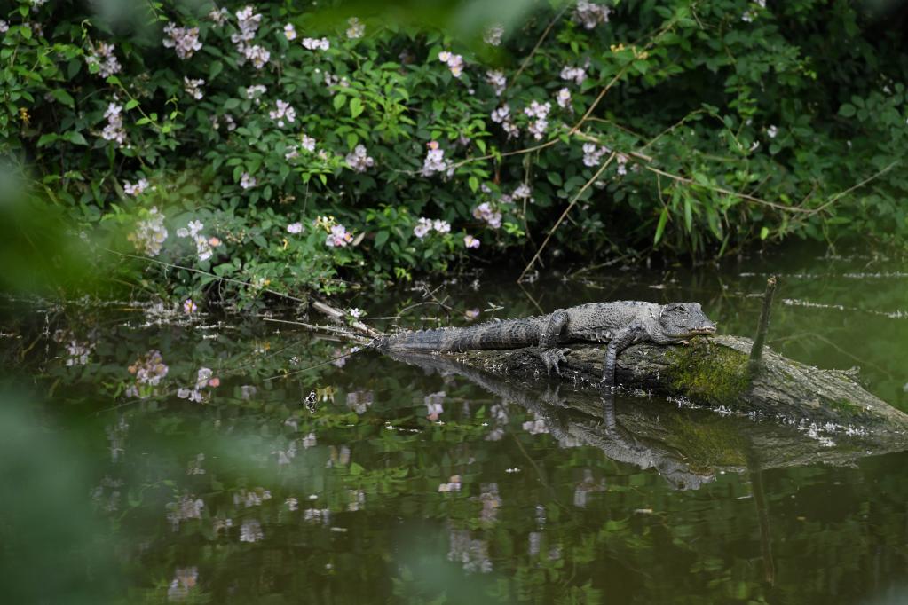 尋蹤長(cháng)江&ldquo;活化石&rdquo;