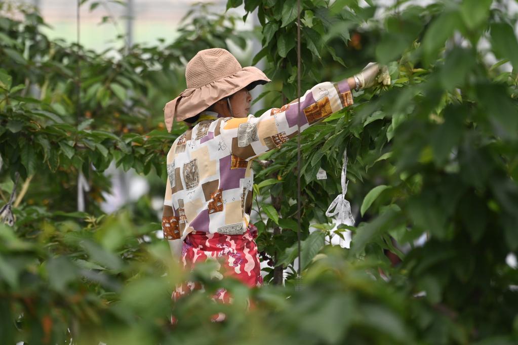 浙江桐廬:畬鄉“水果共富工坊”的大櫻桃熟了