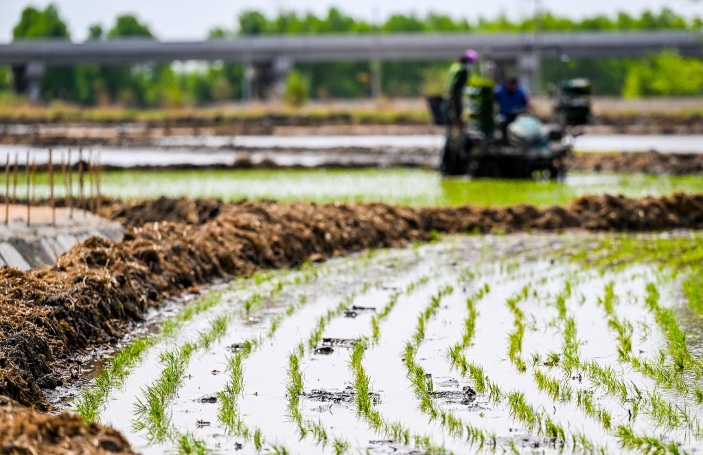 內蒙古興安盟:水稻進(jìn)入插秧季