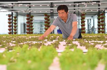 河北饒陽(yáng)：打造京津高品質(zhì)蔬菜供應基地