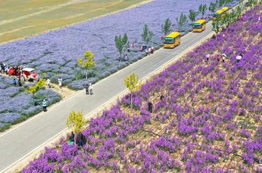 新華全媒+丨新疆伊犁：花經(jīng)濟成致富新產(chǎn)業(yè) 賦能&ldquo;香&rdquo;村振興