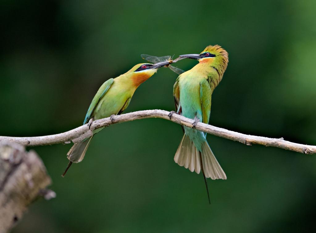 &ldquo;最美候鳥(niǎo)&rdquo;栗喉蜂虎廈門(mén)筑巢