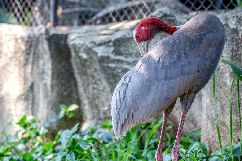 泰國保護瀕危赤頸鶴初見(jiàn)成效