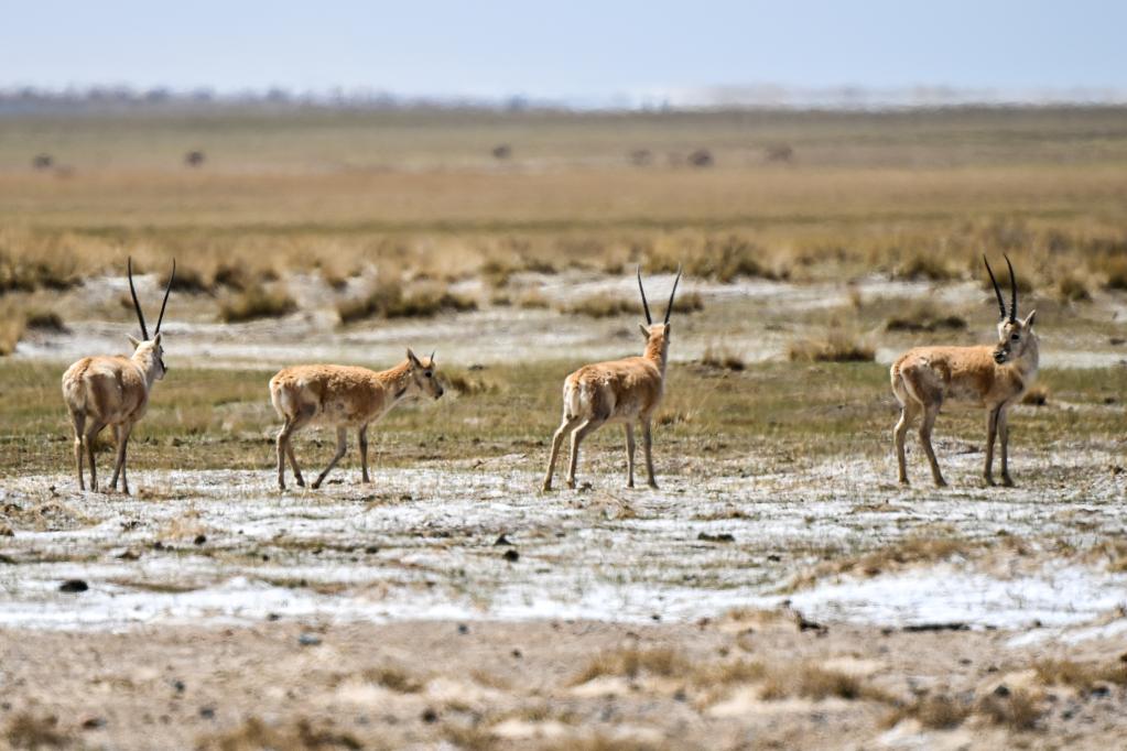 初夏時(shí)節 阿爾金山生機盎然
