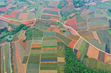 大地調色板&ldquo;菠蘿的海&rdquo;