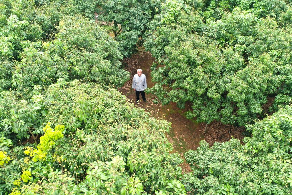 廣西玉林：&ldquo;荔枝爺爺&rdquo;的心愿
