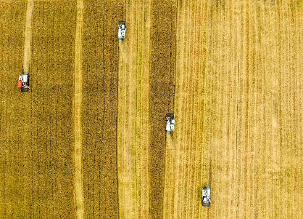 田間好&ldquo;豐&rdquo;景 小麥收獲忙