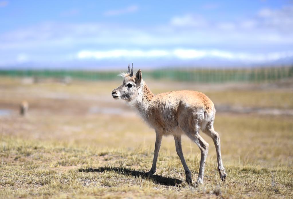 新華全媒＋丨學(xué)好成長(cháng)與堅強&mdash;&mdash;走進(jìn)可可西里藏羚羊&ldquo;幼兒園&rdquo;