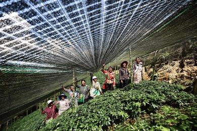 云南文山：發(fā)展三七種植 助力鄉村振興