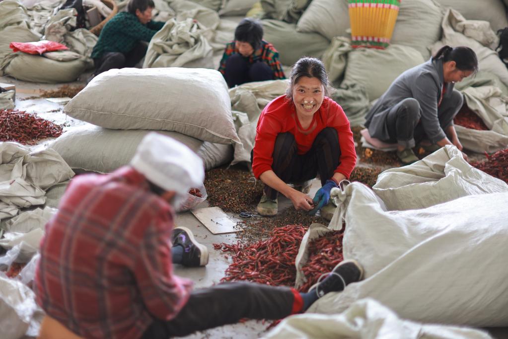 探訪(fǎng)貴州遵義&ldquo;中國辣椒城&rdquo;