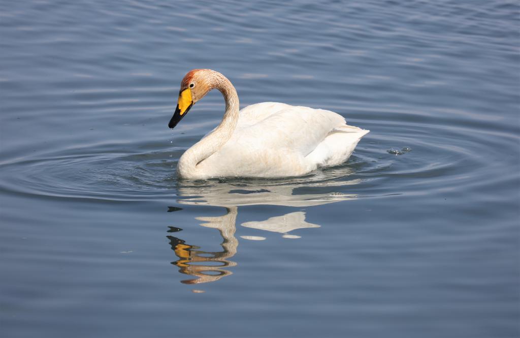 蒙古國庫蘇古爾湖開(kāi)湖在即 鳥(niǎo)類(lèi)已提前&ldquo;報到&rdquo;