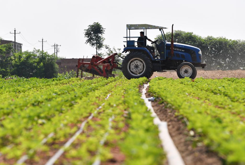關(guān)中平原:夏種夏管耕作忙