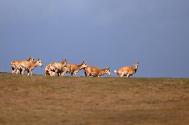 在可可西里卓乃湖，&ldquo;邂逅&rdquo;藏羚羊