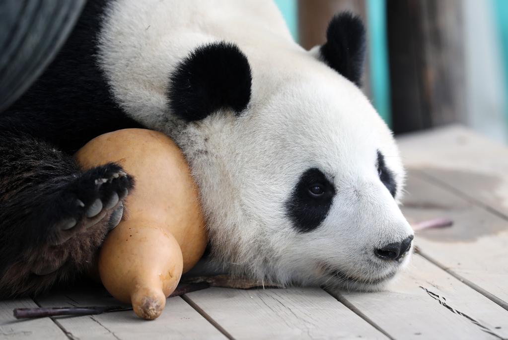 大熊貓&ldquo;剛剛&rdquo;清涼度夏