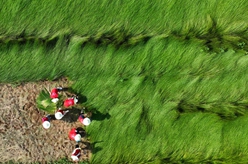 湖南衡陽(yáng):南華大學(xué)開(kāi)展暑期社會(huì )實(shí)踐活動(dòng)助農增收