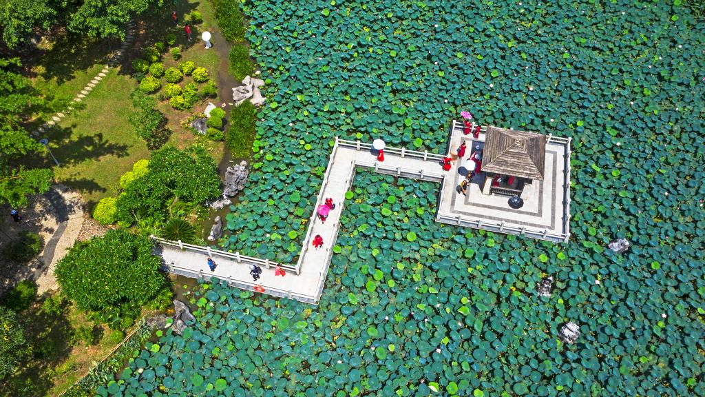 詩(shī)意中國丨荷花宮樣美人妝，荷葉臨風(fēng)翠作裳