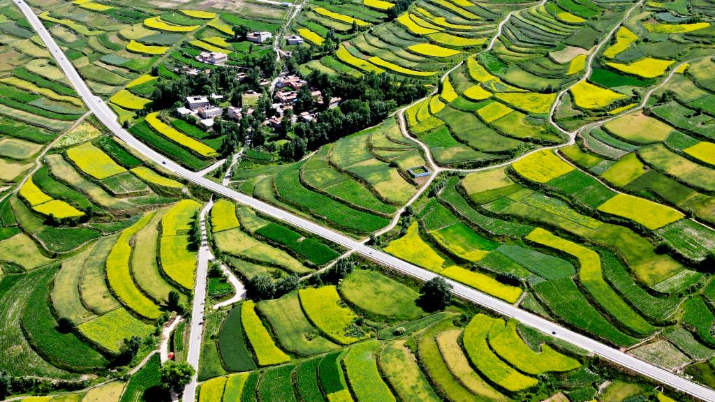 甘肅積石山：大地&ldquo;鑲金&rdquo;扮靚和美鄉村