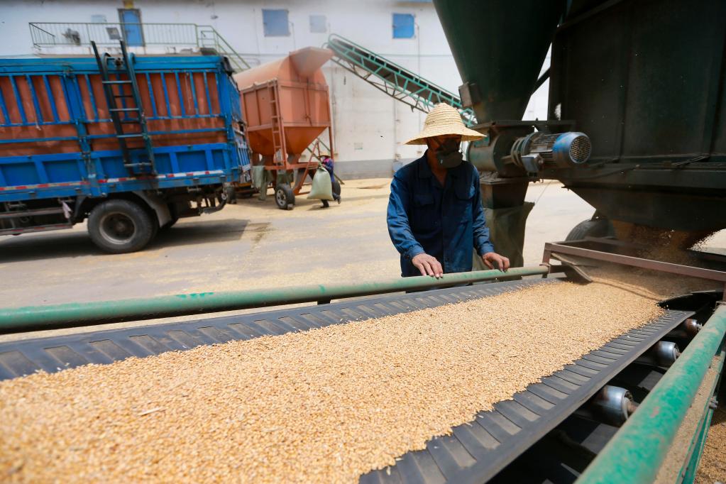 安徽淮北：夏糧收購工作全面展開(kāi)