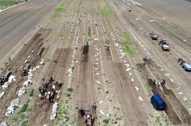 黑龍江鐵力：產(chǎn)業(yè)發(fā)展讓平貝變&ldquo;金&rdquo;貝