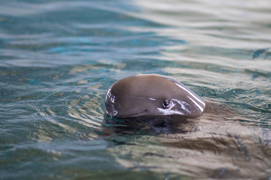 世界首頭人工繁育長(cháng)江江豚滿(mǎn)18歲