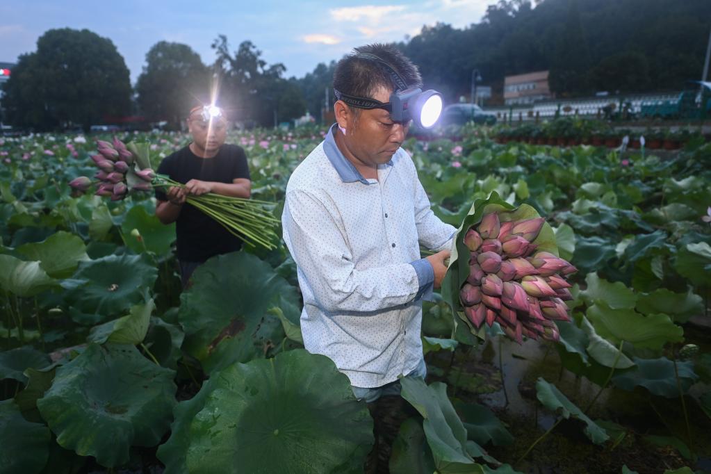 &ldquo;荷花經(jīng)濟&rdquo;助增收