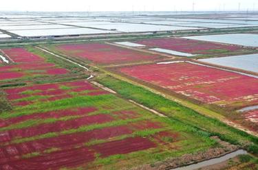 江蘇灌云:鹽蒿漸紅灘涂美
