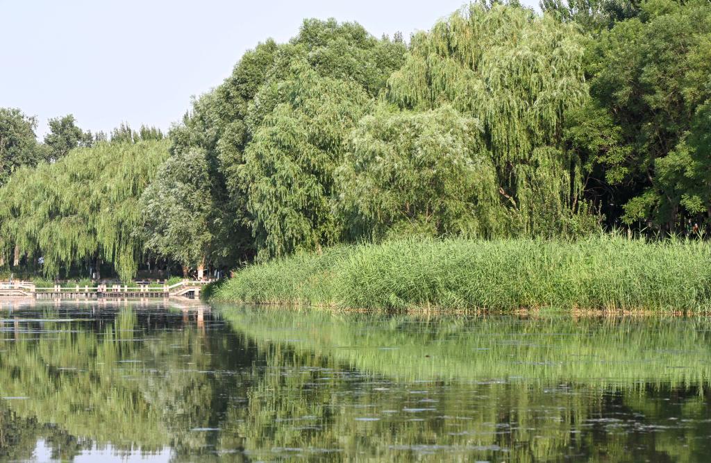 高質(zhì)量發(fā)展調研行丨北京大興:新鳳河變身清水河